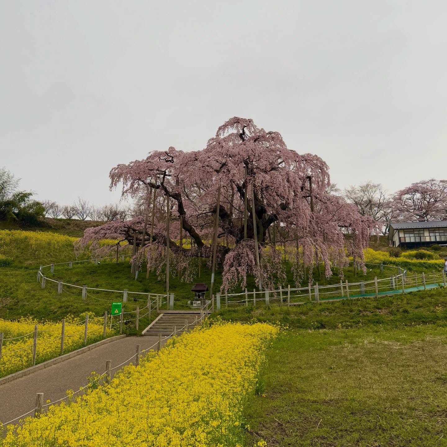 豊景神社 Instagram